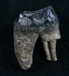 Rooted Fossil Tapir Tooth - Florida #9946-1